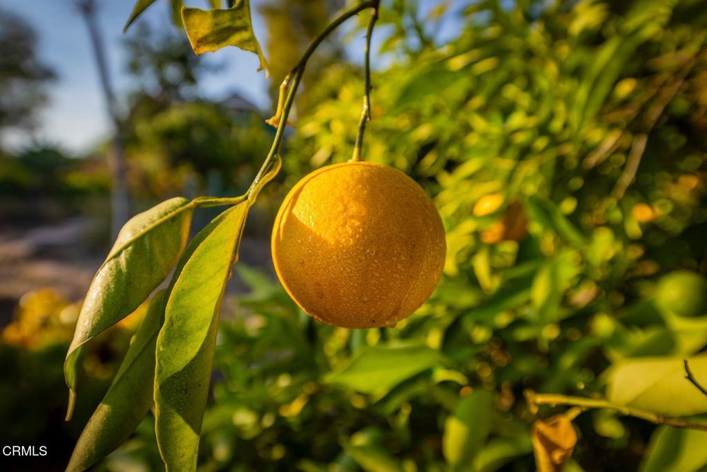 MLS #V1-32031 image #36