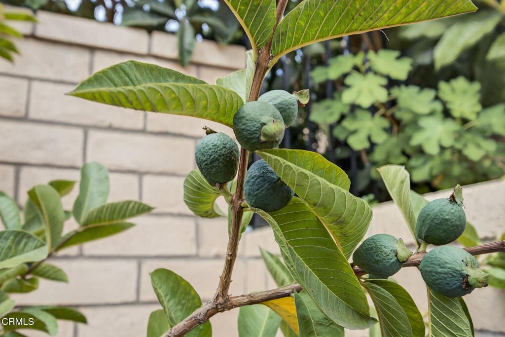 MLS #V1-32257 image #59