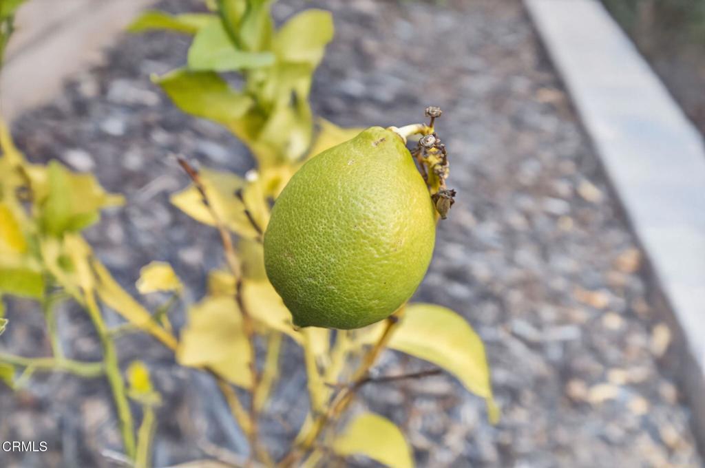 MLS #V1-32257 image #60