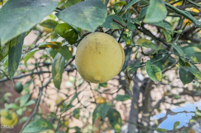 MLS #V1-32504 image #55