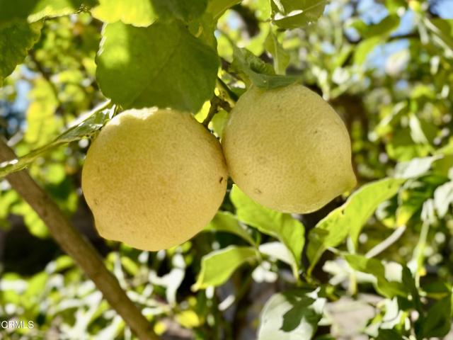 MLS #V1-32655 image #33