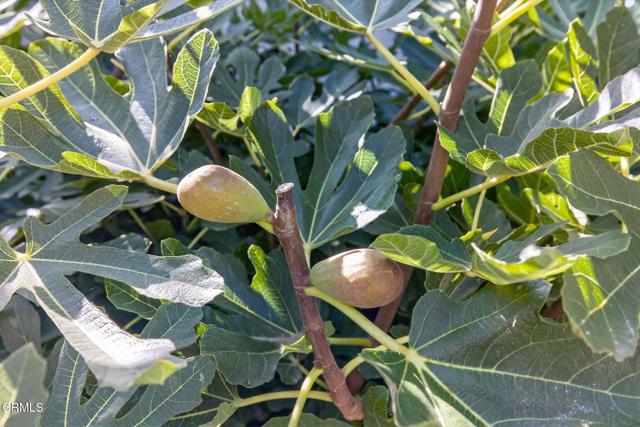 MLS #V1-27808 image #27