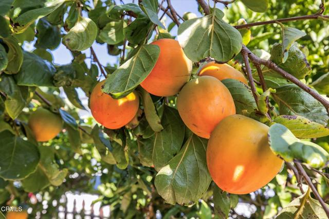 MLS #V1-27808 image #28