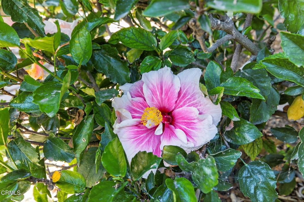 MLS #V1-32813 image #39