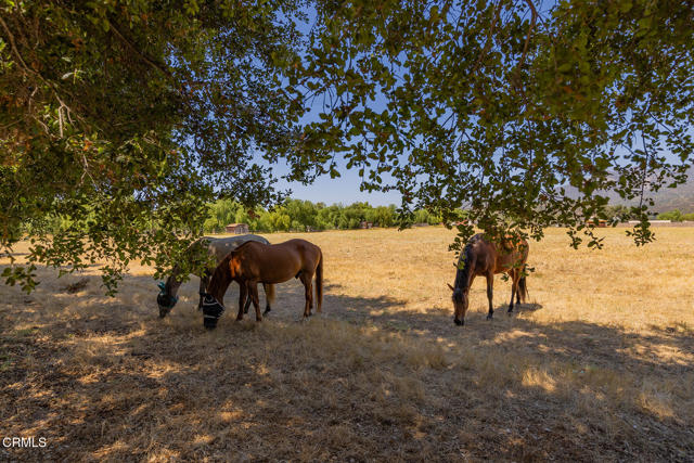 MLS #V1-33069 image #32