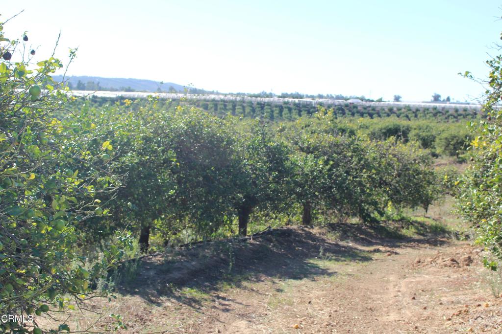 MLS #V1-33118 image #8