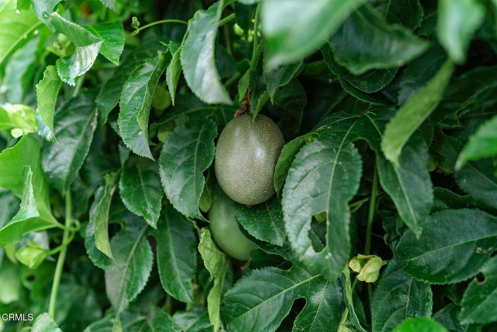 MLS #V1-33124 image #29