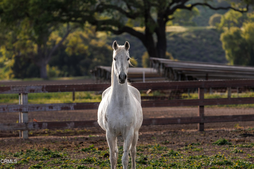 MLS #V1-33194 image #42