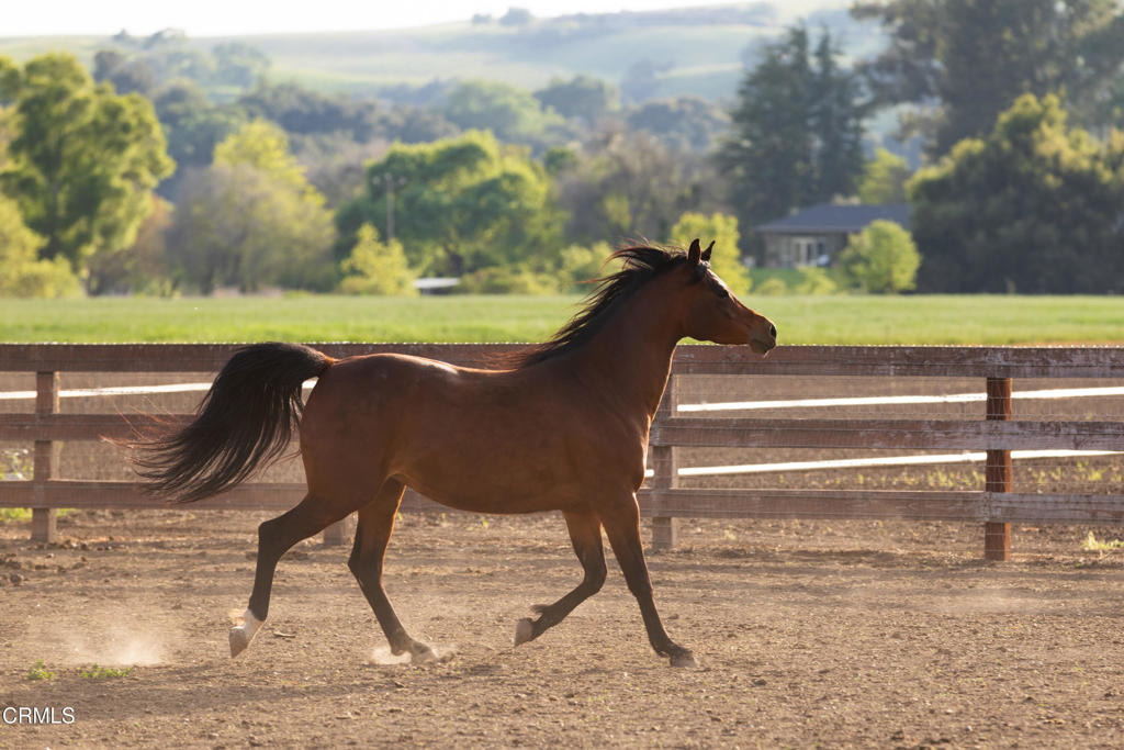 MLS #V1-33194 image #54