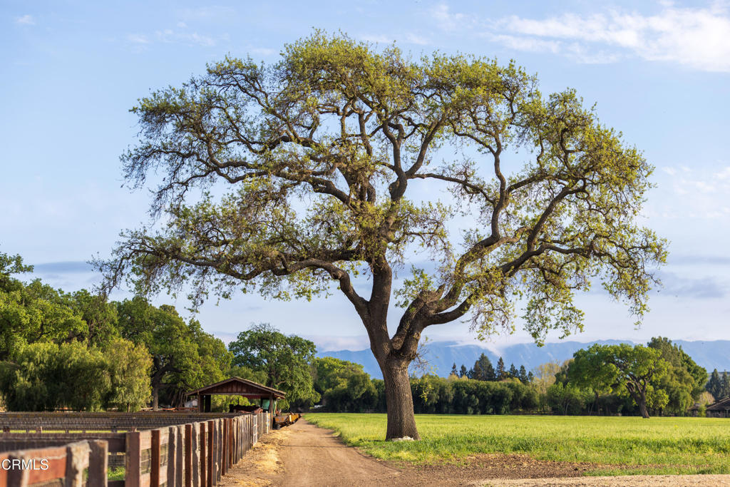 MLS #V1-33194 image #61