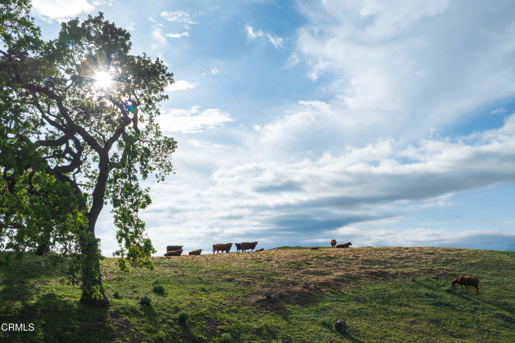 MLS #V1-33194 image #65