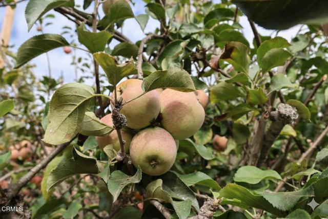 MLS #V1-33291 image #8