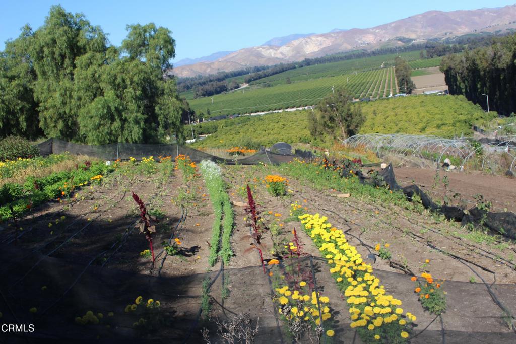 MLS #V1-33321 image #10