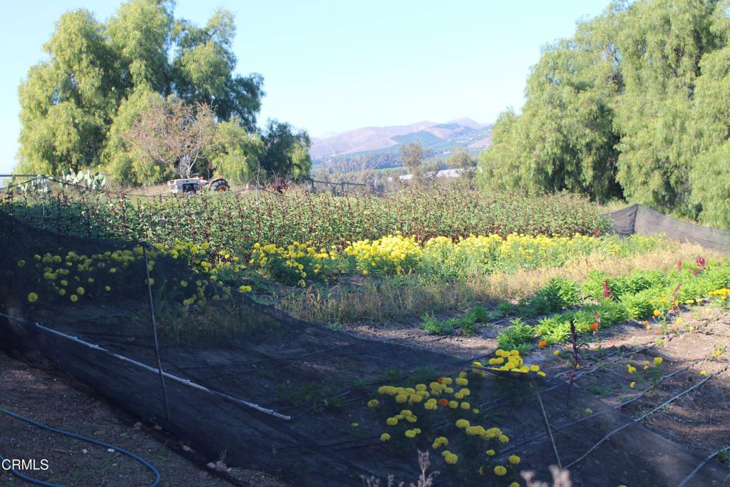 MLS #V1-33321 image #11