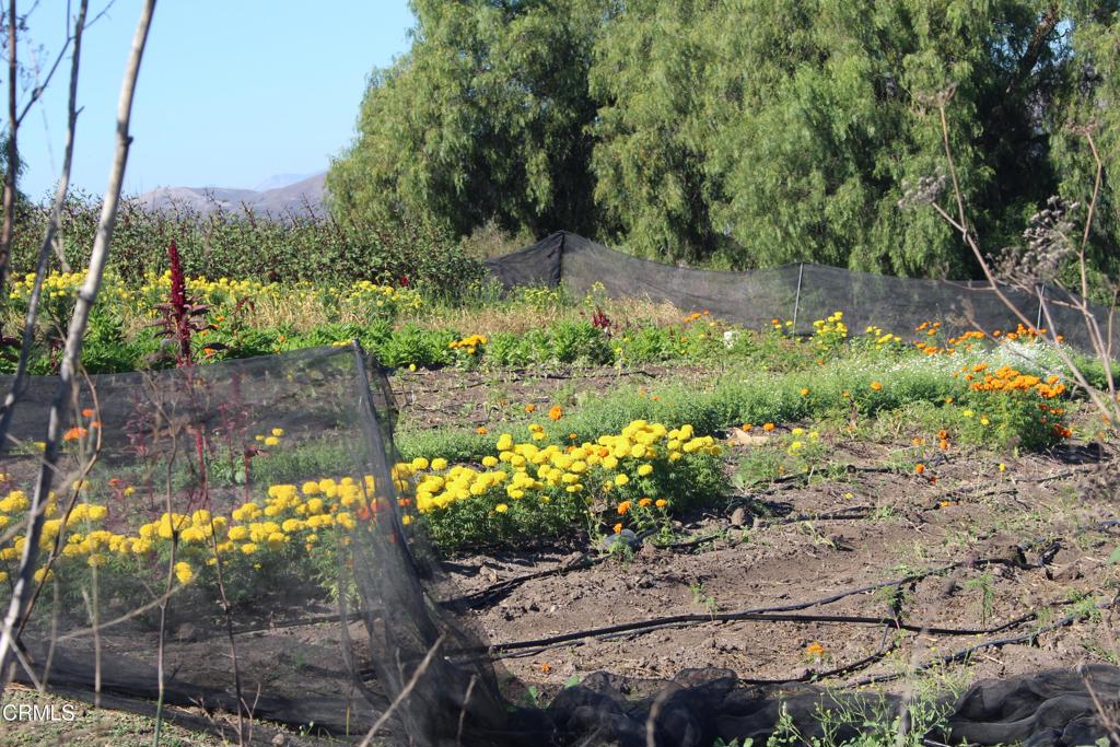 MLS #V1-33321 image #12