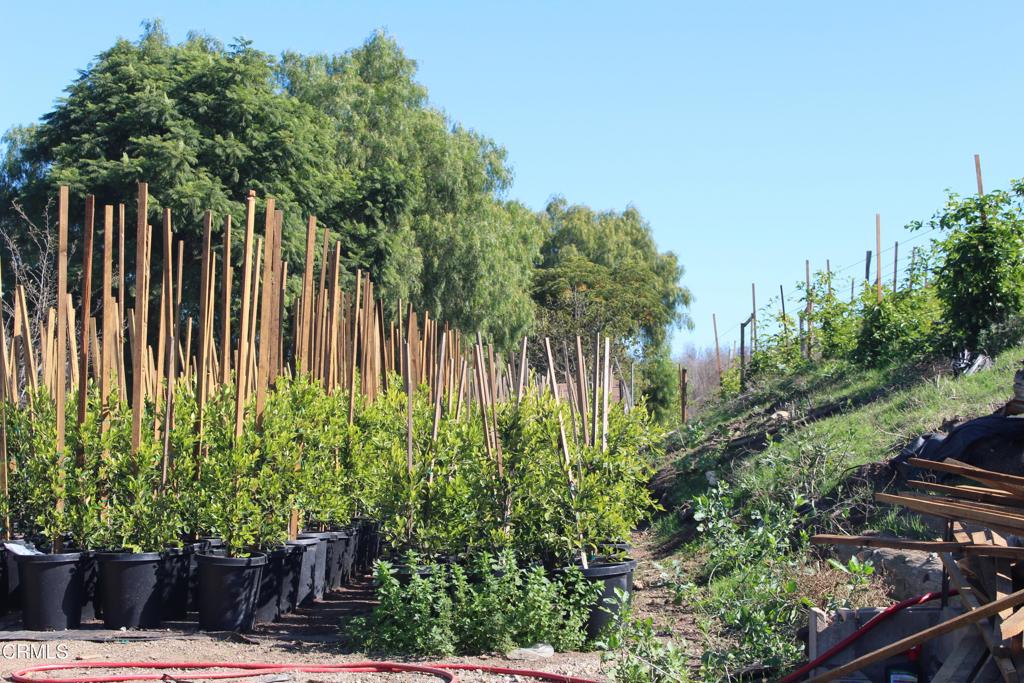 MLS #V1-33321 image #14