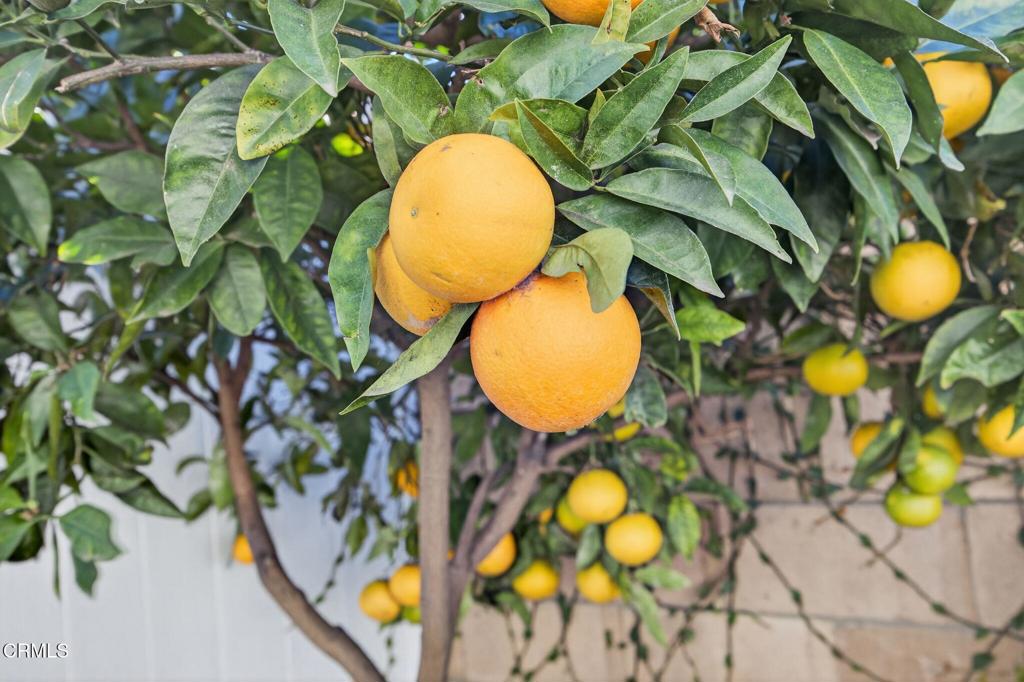 MLS #V1-33454 image #32