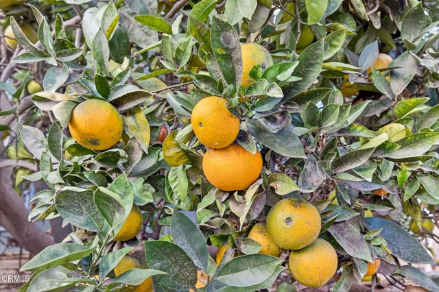 MLS #V1-33521 image #21