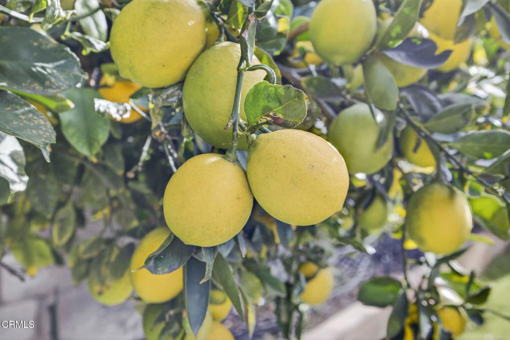 MLS #V1-33534 image #31