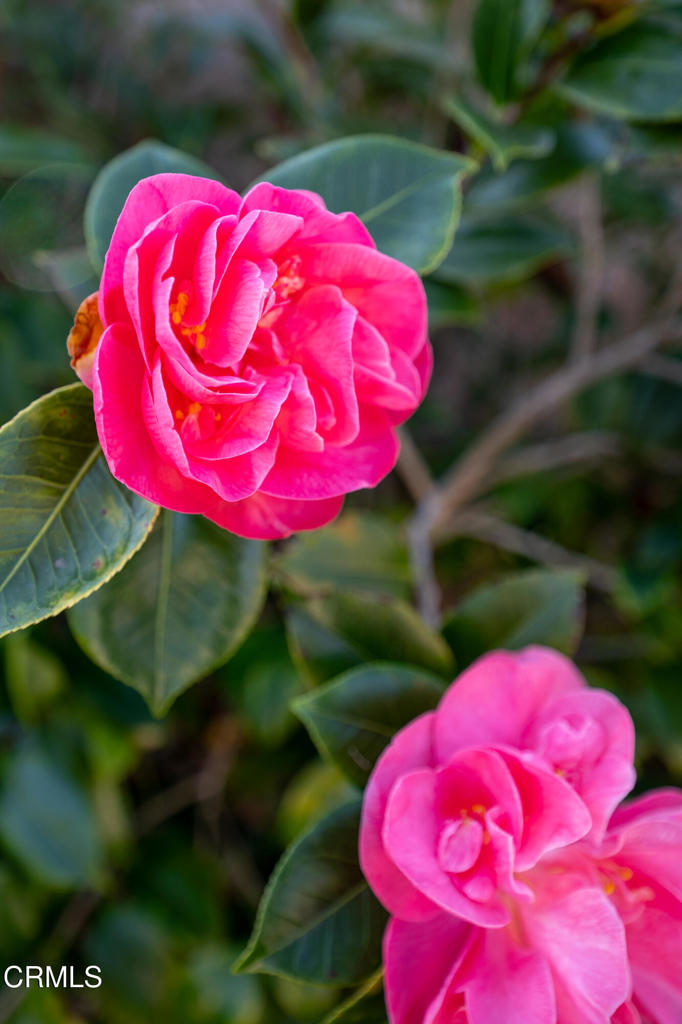 MLS #V1-33544 image #38