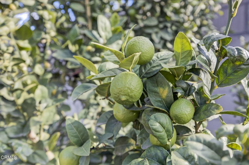 MLS #V1-33558 image #38