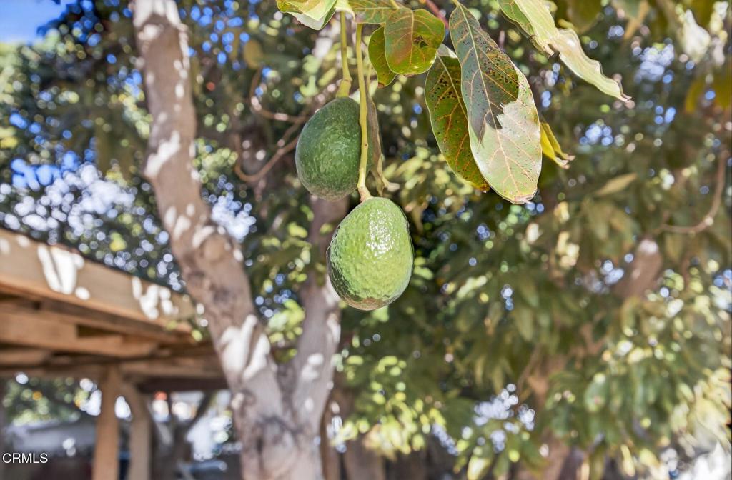 MLS #V1-33558 image #39