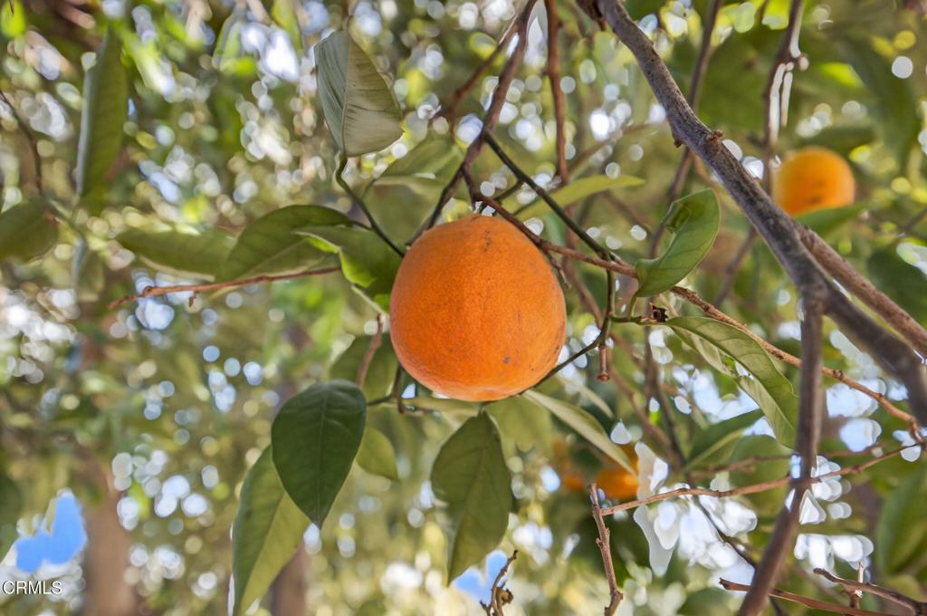 MLS #V1-33558 image #41