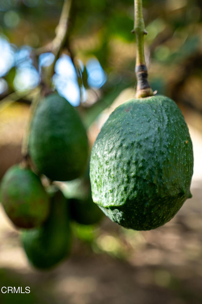 MLS #V1-33632 image #25