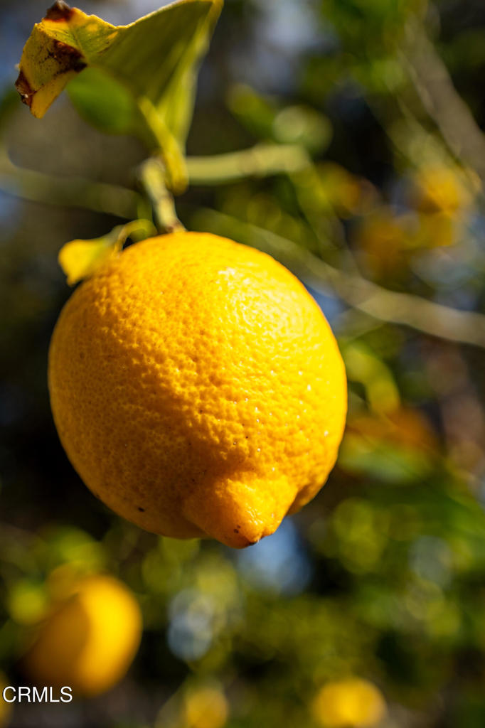 MLS #V1-33632 image #26