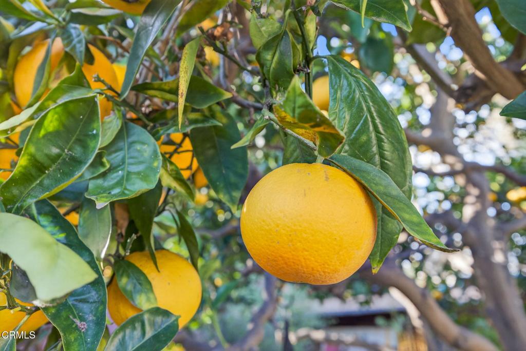 MLS #V1-33638 image #45