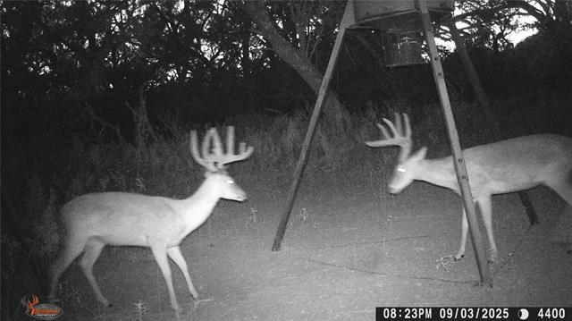 MLS #21078895 image #13