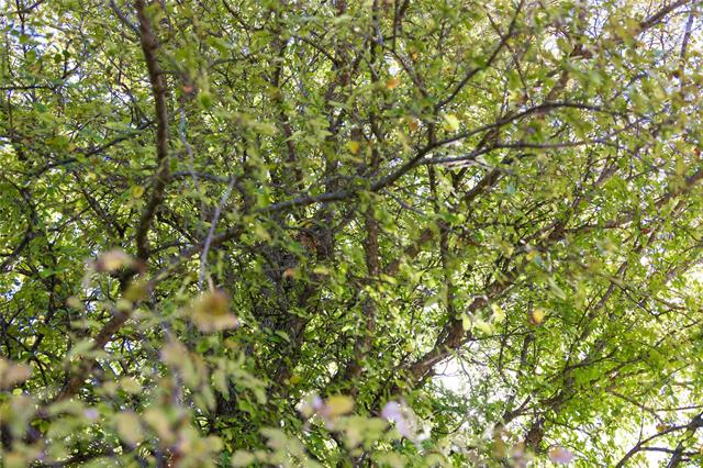 MLS #21112463 image #36