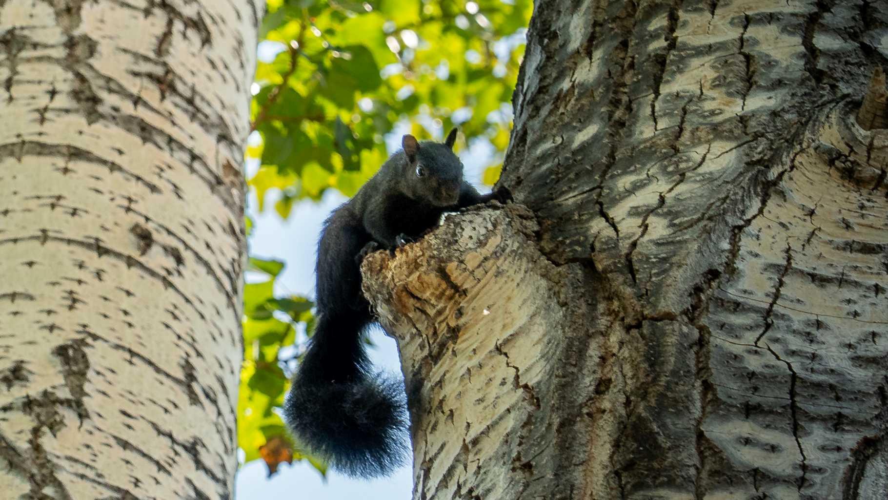 MLS #A2260709 image #5