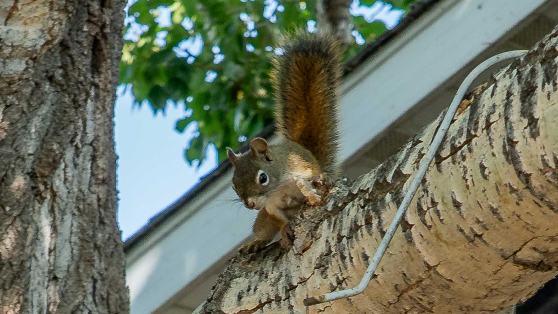 MLS #A2260709 image #6