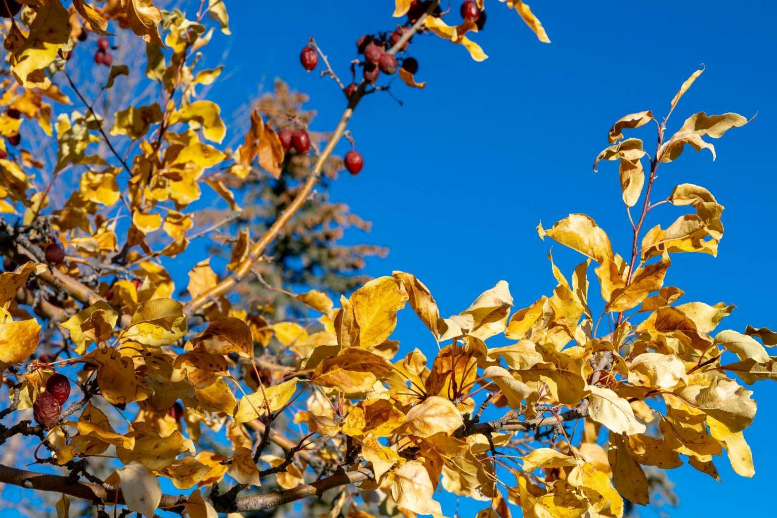 MLS #A2266014 image #3