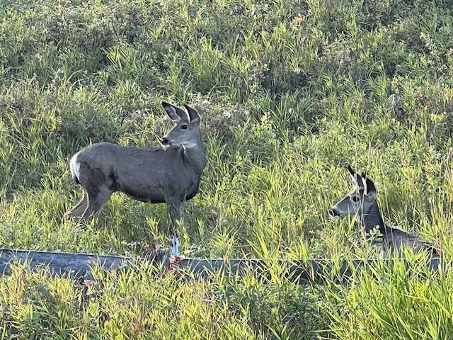 MLS #A2269159 image #45