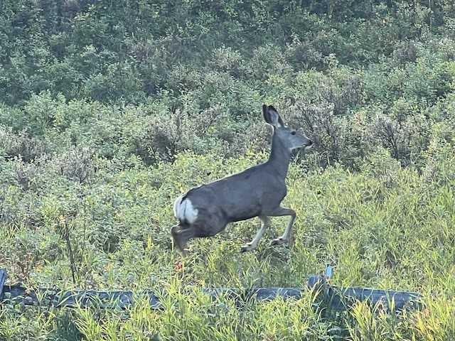 MLS #A2269159 image #46