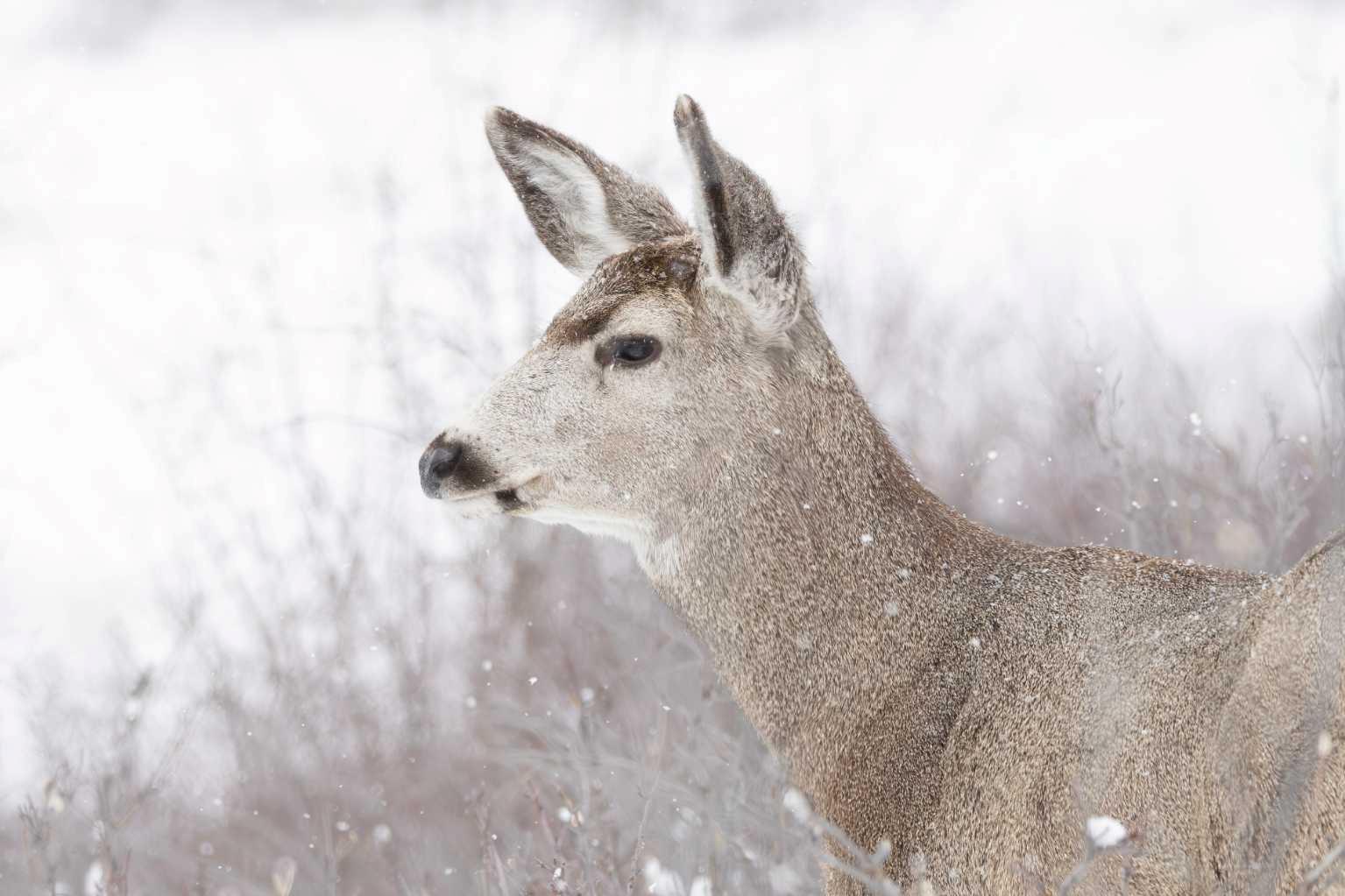 MLS #A2272910 image #4