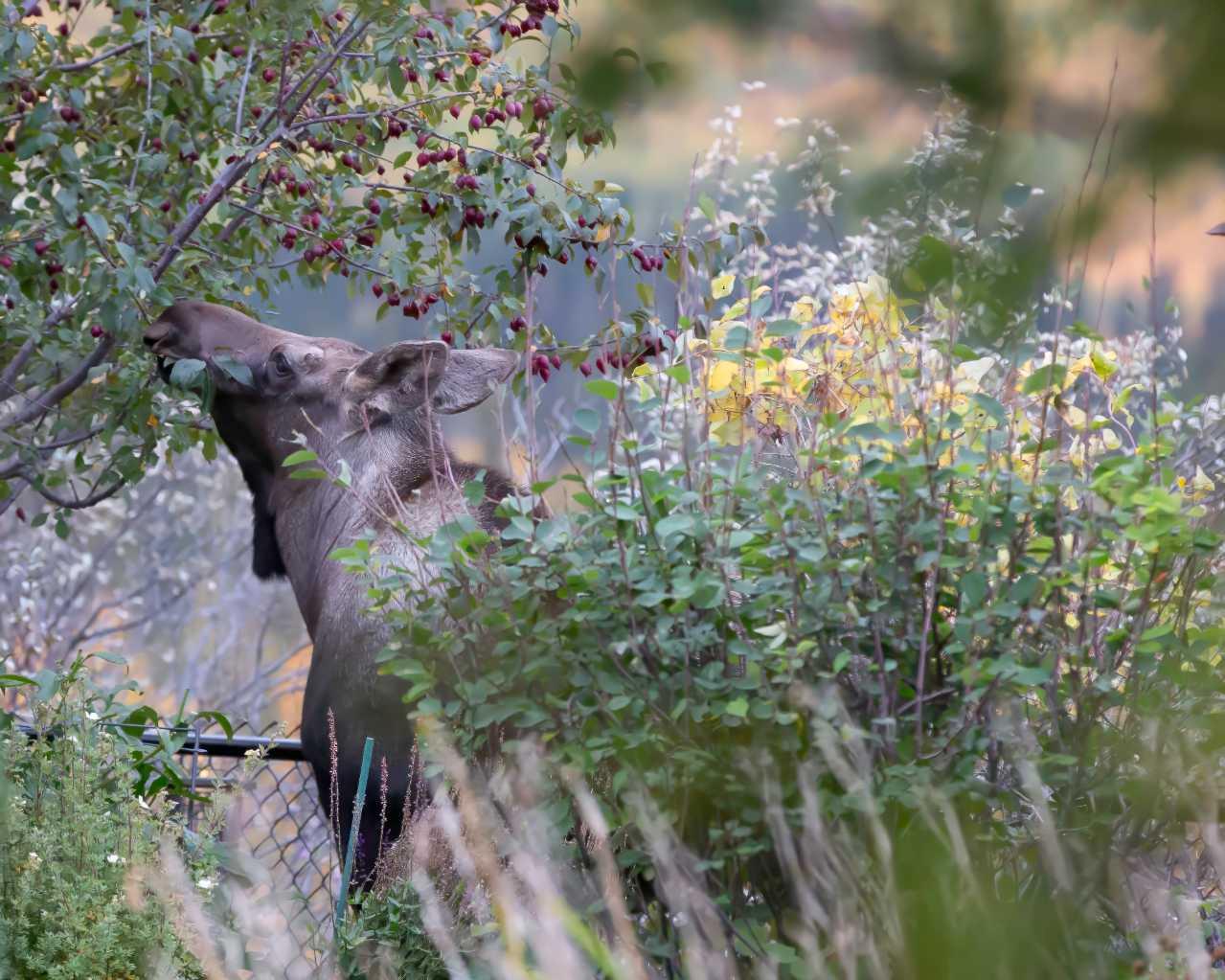 MLS #A2272910 image #6