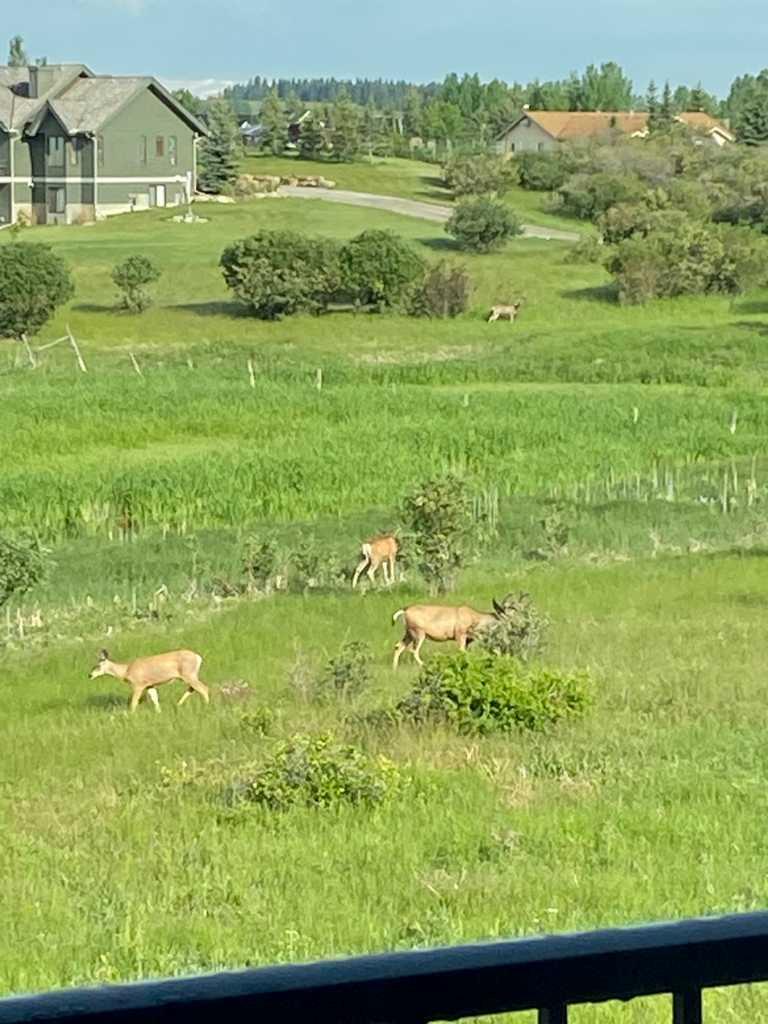 MLS #A2279448 image #50