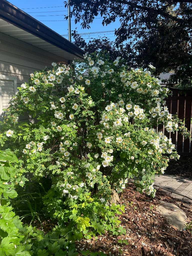 MLS #A2280516 image #50