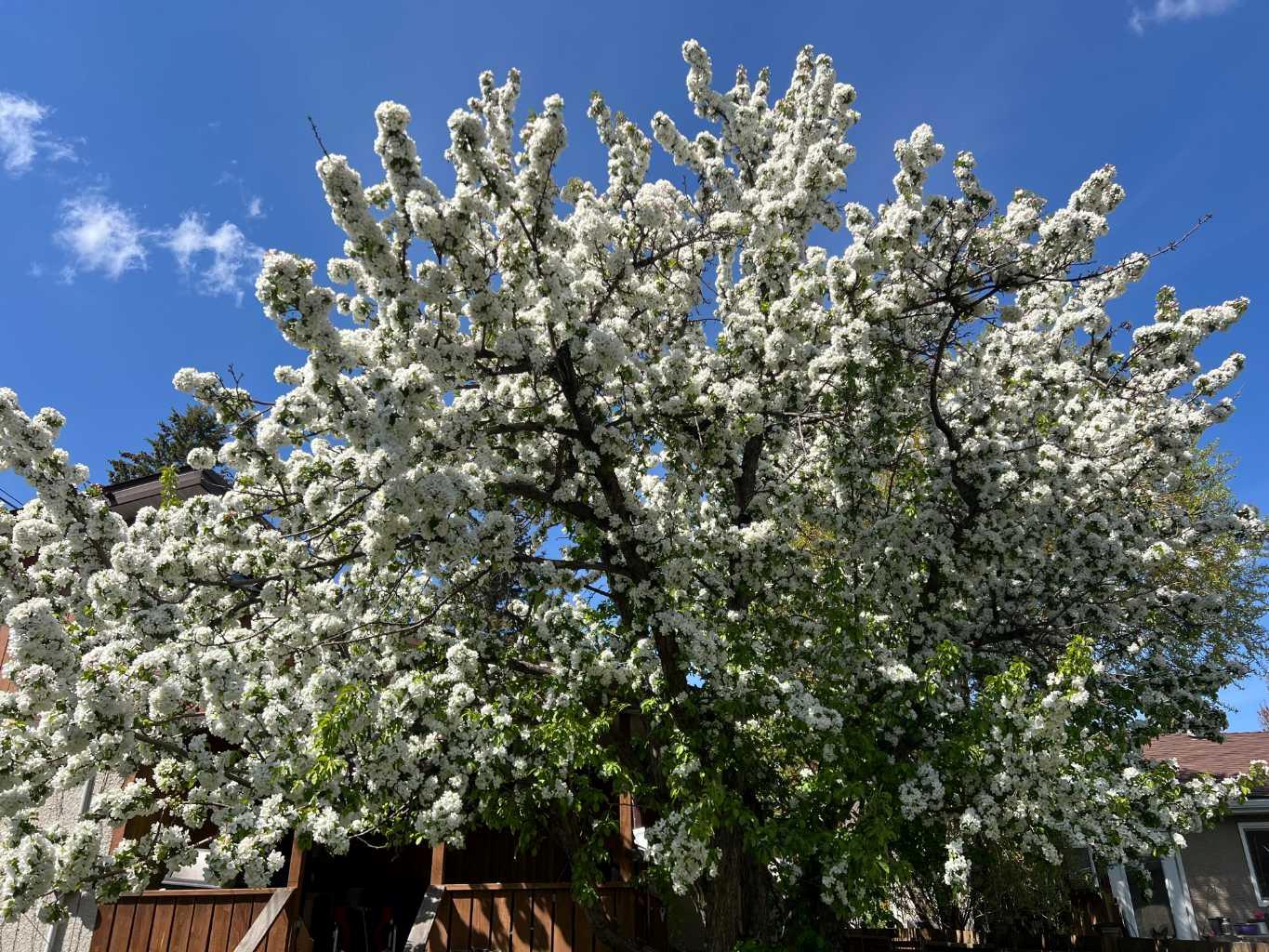 MLS #A2280764 image #39