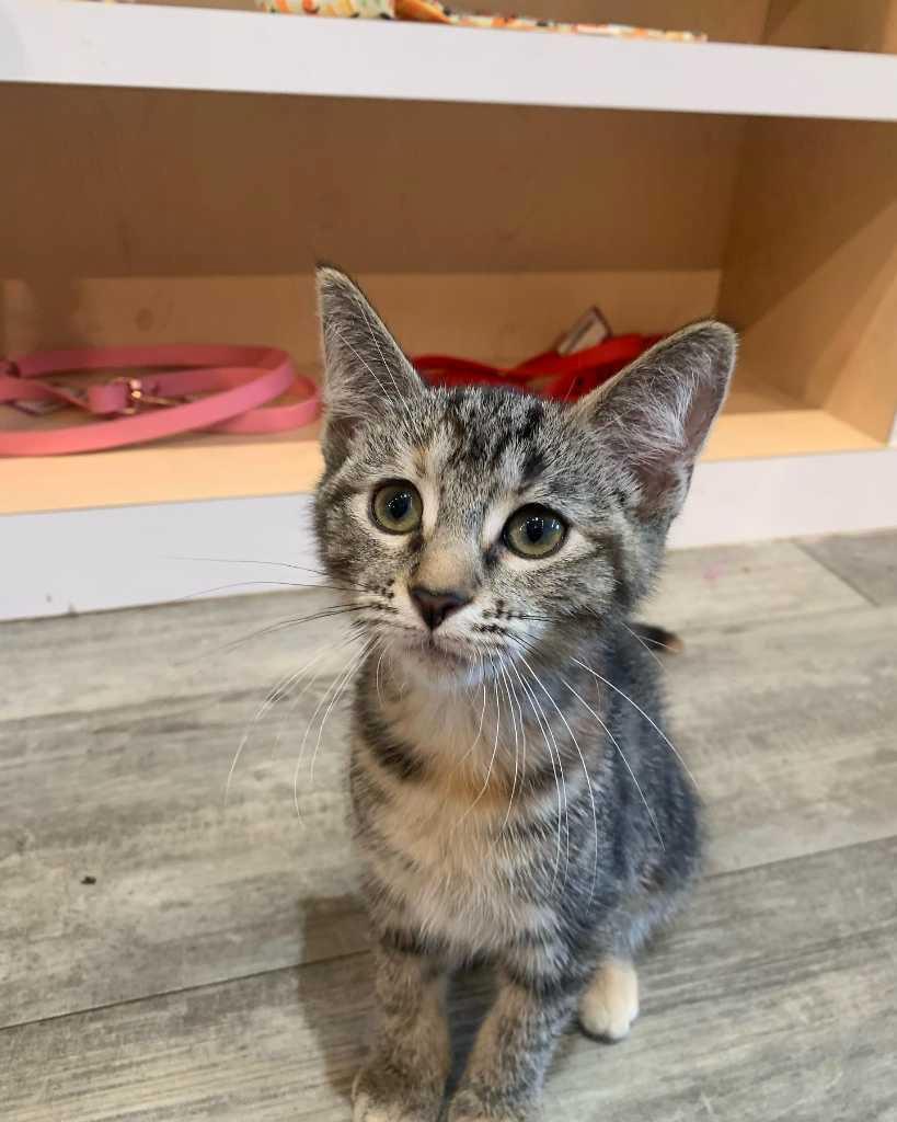 MLS #A2280982 image #3