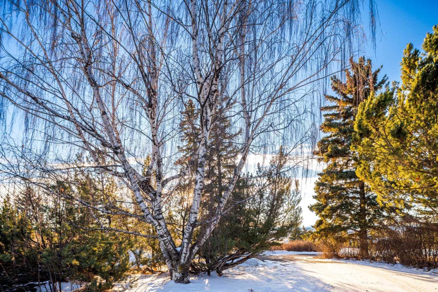 MLS #A2281811 image #35