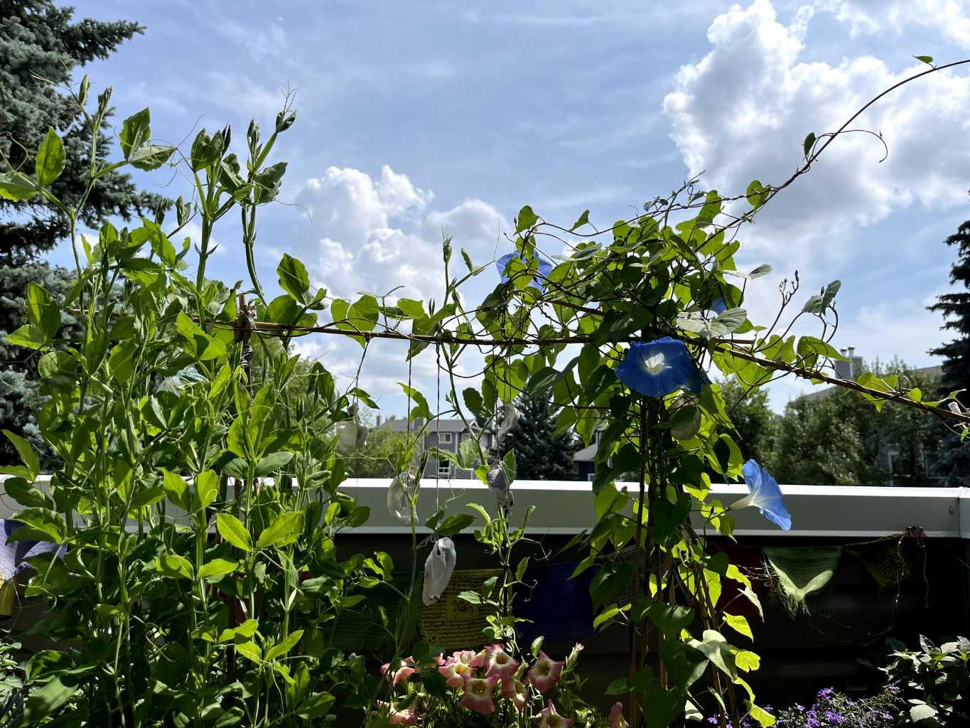 MLS #A2281896 image #33