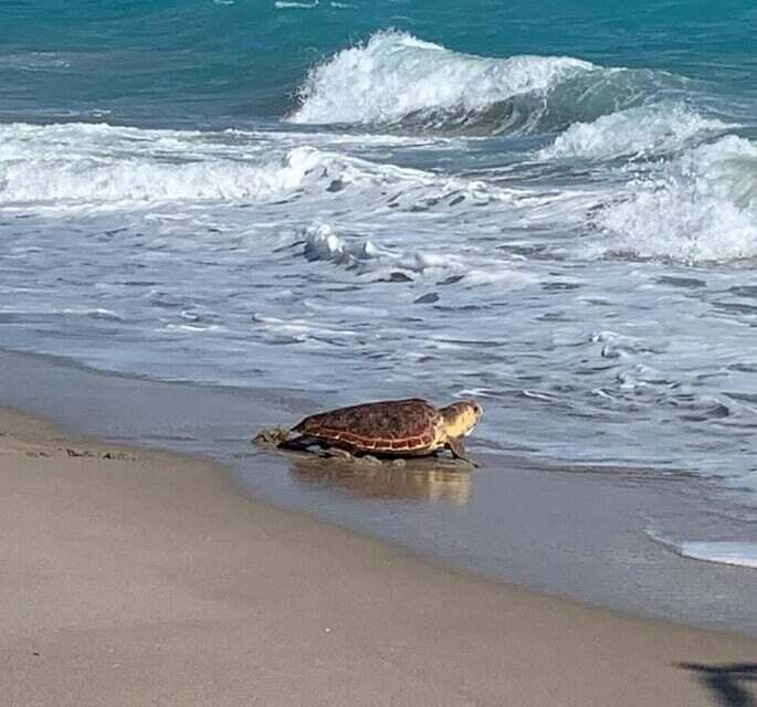 MLS #RX-11086147 image #61