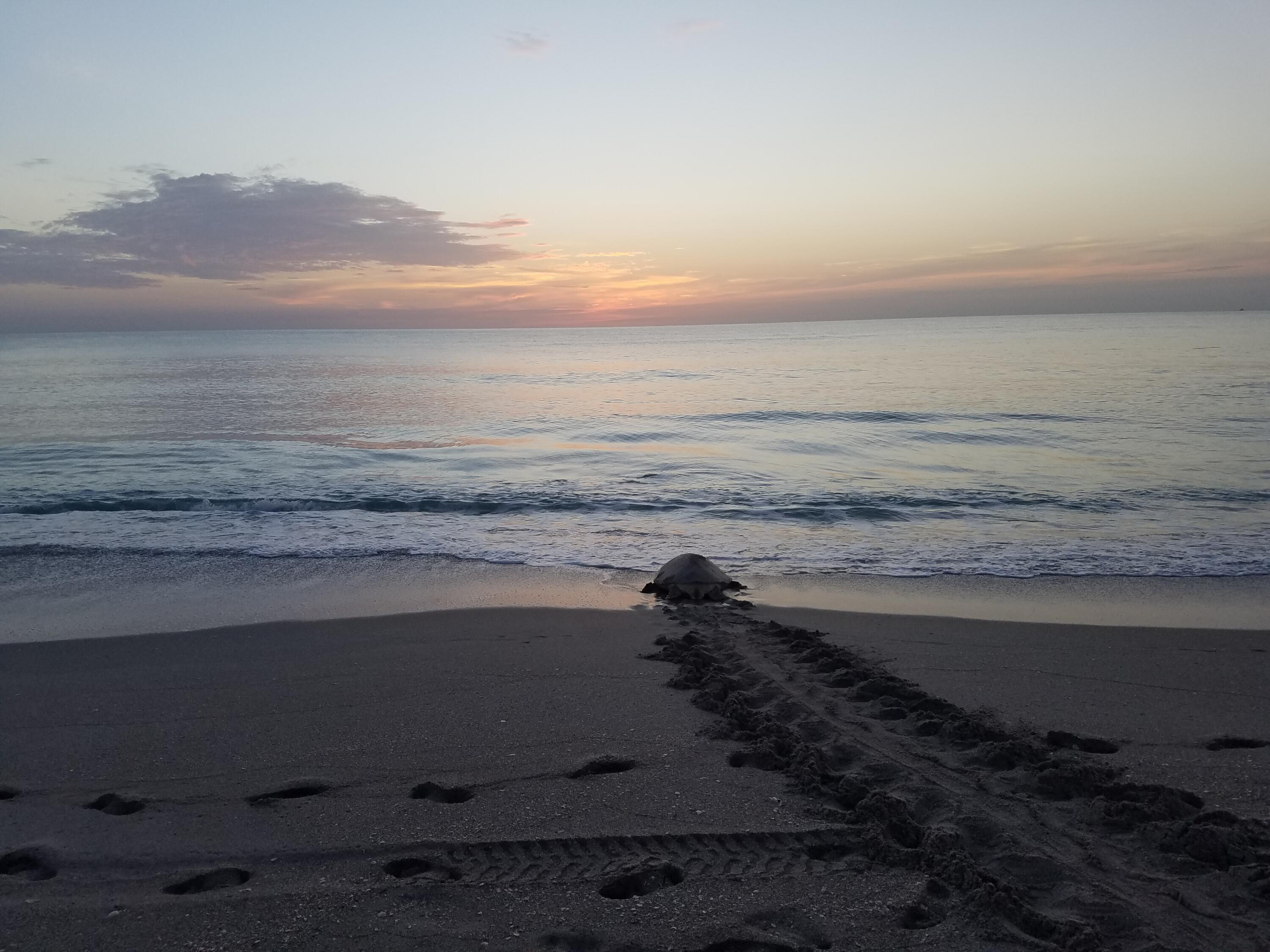 MLS #RX-11097526 image #71