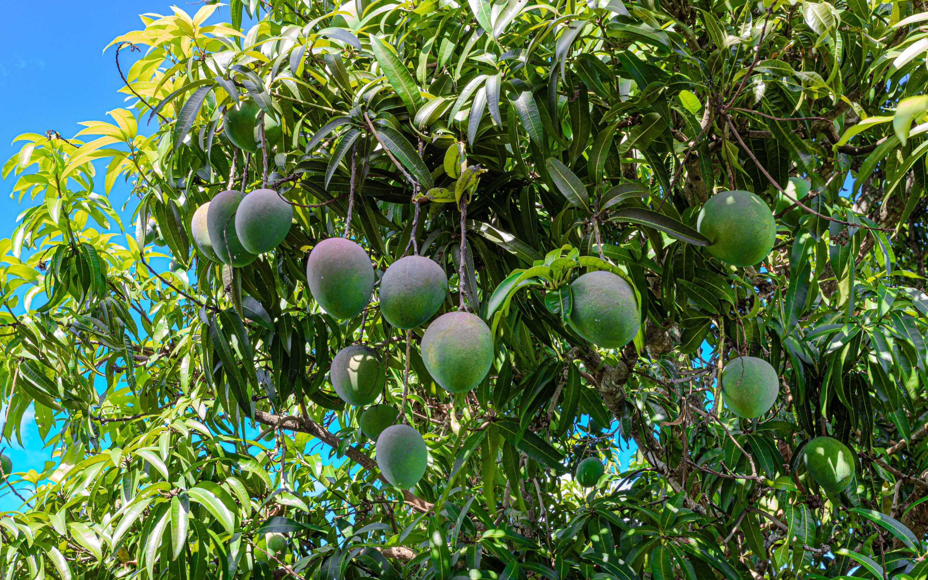 MLS #RX-11099057 image #62