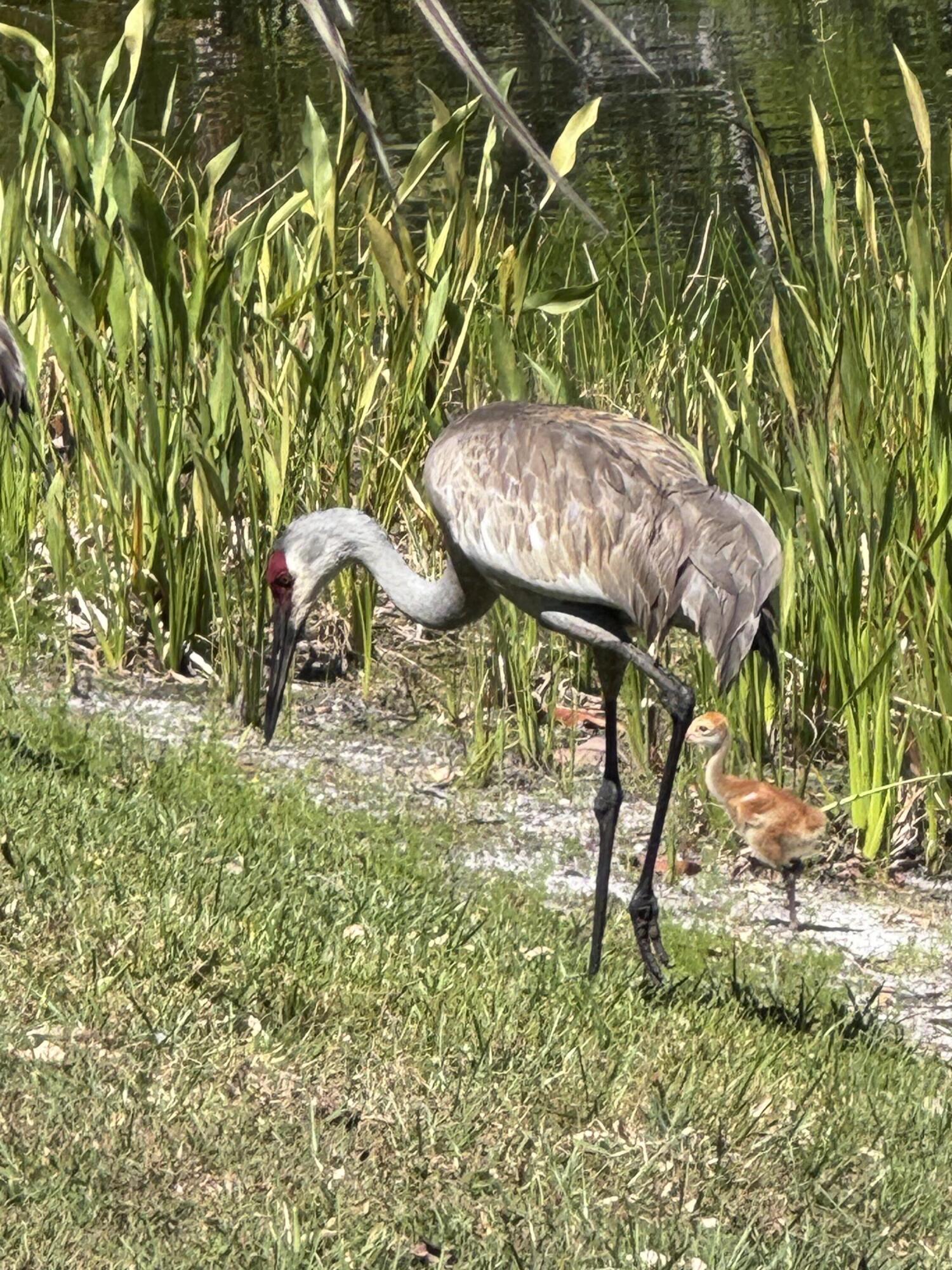 MLS #RX-11108321 image #81