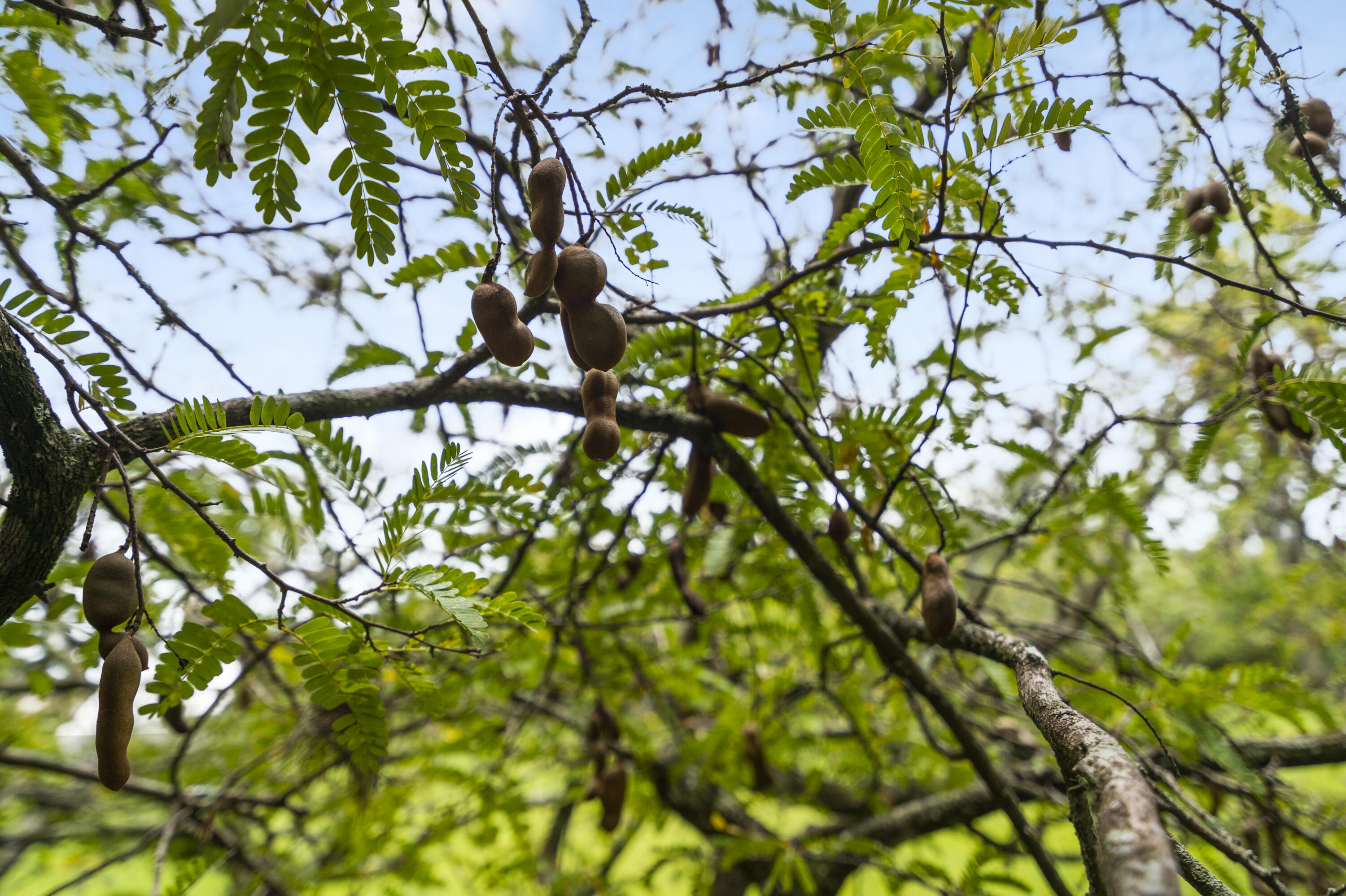 MLS #RX-11118036 image #43